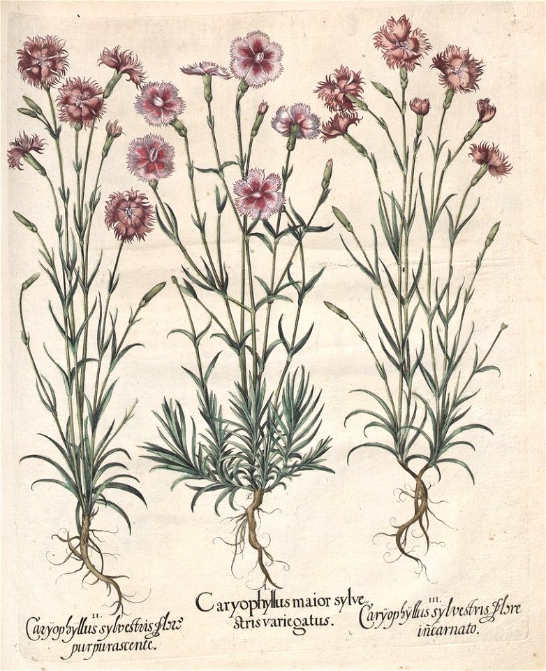 Hortus Eystettensis, 1613 (KU 2894-3 167) -Aestiva,14,12