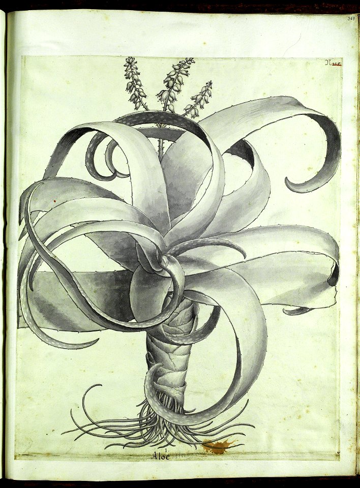 Hortus Eystettensis, Vorzeichnungen (MS 2370 2952850) -Autumnalis,4,2