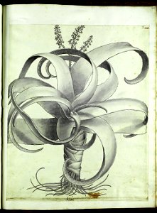 Hortus Eystettensis, Vorzeichnungen (MS 2370 2952850) -Autumnalis,4,2