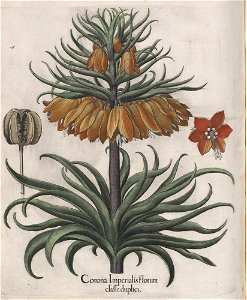Hortus Eystettensis, 1613 (KU 2894-1 268) -Verna,5,3
