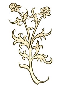 Hortus Sanitatis Yacea