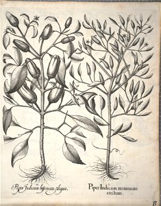 Hortus Eystettensis, 1640 (BHL 45339 348) - Classis Autumnalis 8