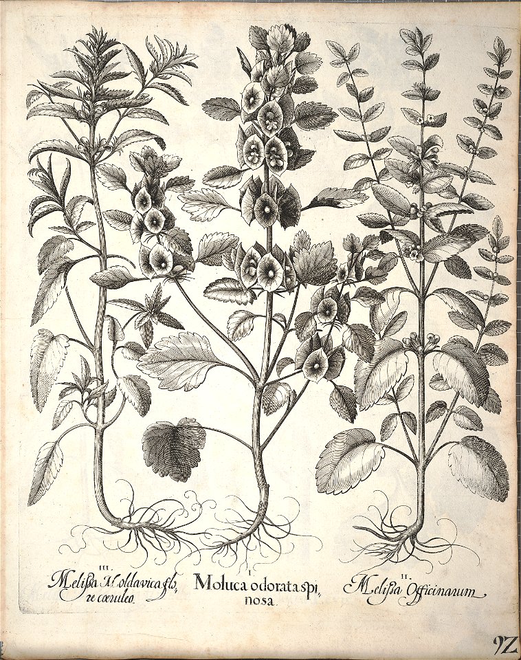 Hortus Eystettensis, 1640 (BHL 45339 244) - Classis Aestiva 92