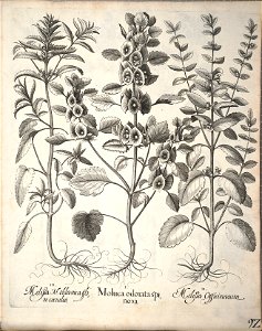 Hortus Eystettensis, 1640 (BHL 45339 244) - Classis Aestiva 92