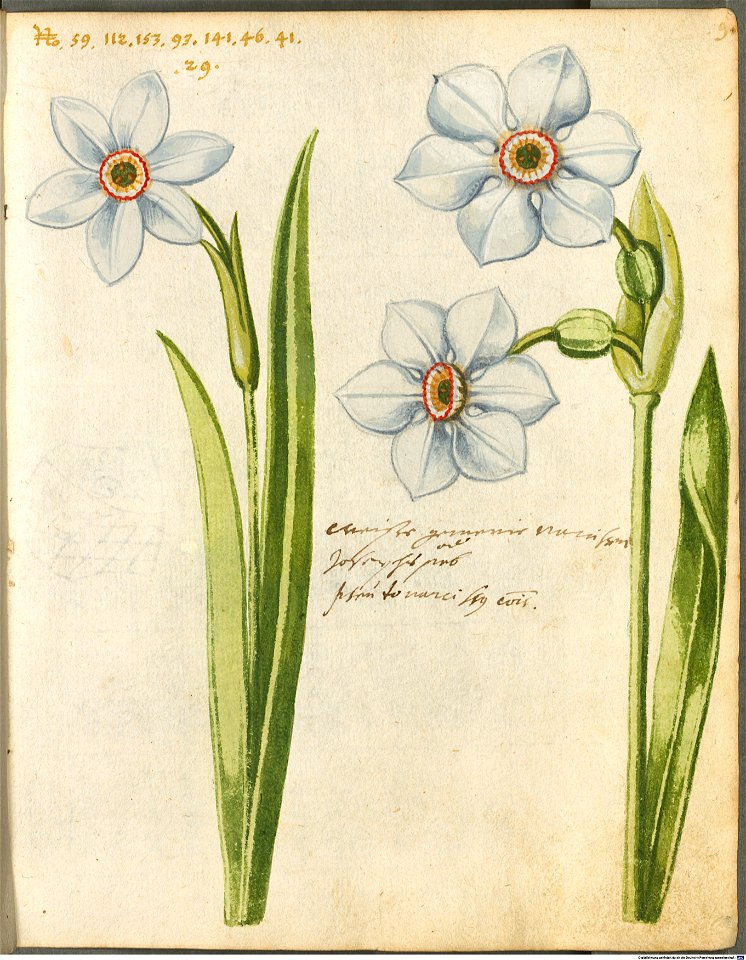 Hortulus Monheimensis - 029