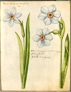 Hortulus Monheimensis - 029