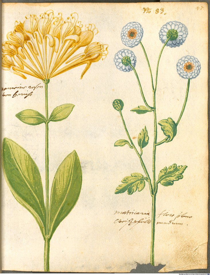 Hortulus Monheimensis - 104