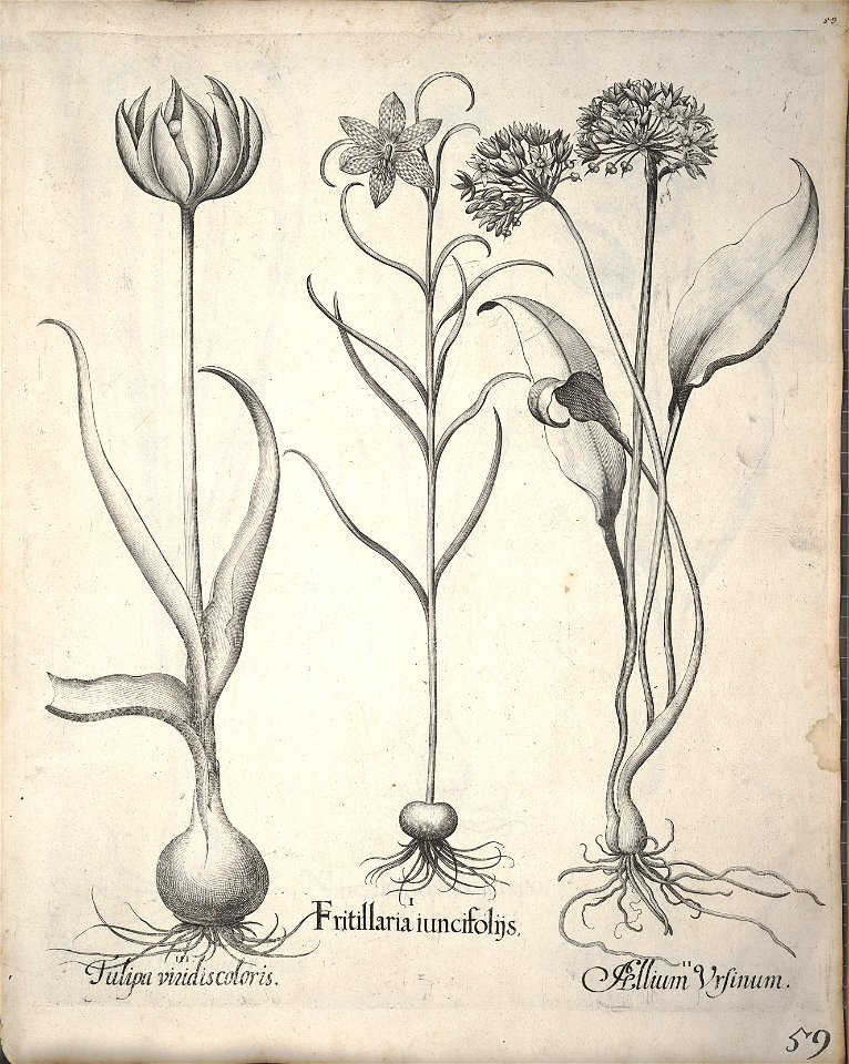 Hortus Eystettensis, 1640 (BHL 45339 070) - Classis Verna 59