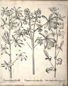 Hortus Eystettensis, 1640 (BHL 45339 316) - Classis Aestiva 164