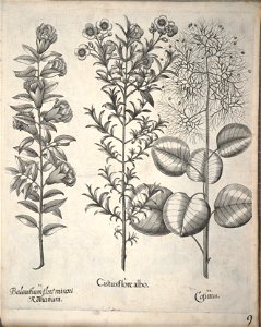 Hortus Eystettensis, 1640 (BHL 45339 161) - Classis Aestiva 9