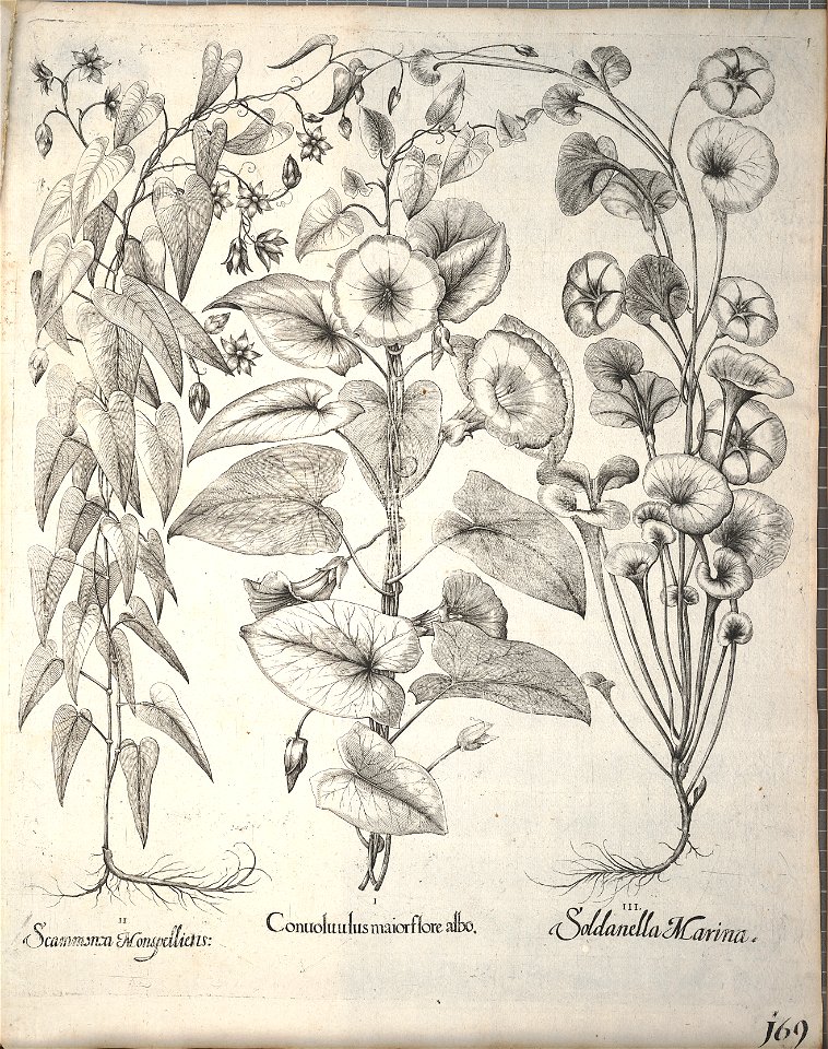 Hortus Eystettensis, 1640 (BHL 45339 321) - Classis Aestiva 169