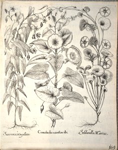 Hortus Eystettensis, 1640 (BHL 45339 321) - Classis Aestiva 169