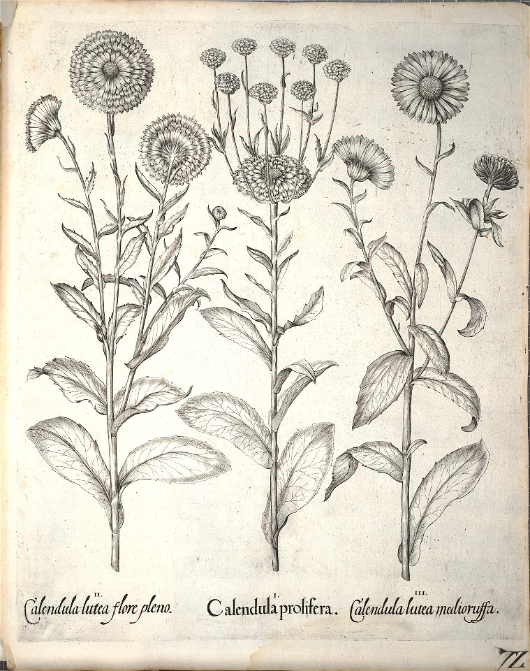 Hortus Eystettensis, 1640 (BHL 45339 224) - Classis Aestiva 72