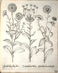 Hortus Eystettensis, 1640 (BHL 45339 224) - Classis Aestiva 72