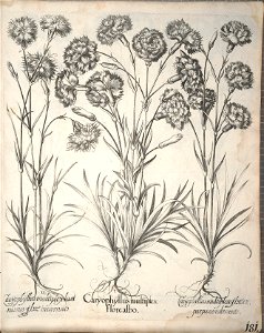 Hortus Eystettensis, 1640 (BHL 45339 333) - Classis Aestiva 181