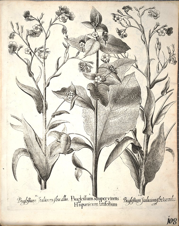 Hortus Eystettensis, 1640 (BHL 45339 260) - Classis Aestiva 108