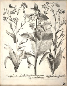 Hortus Eystettensis, 1640 (BHL 45339 260) - Classis Aestiva 108