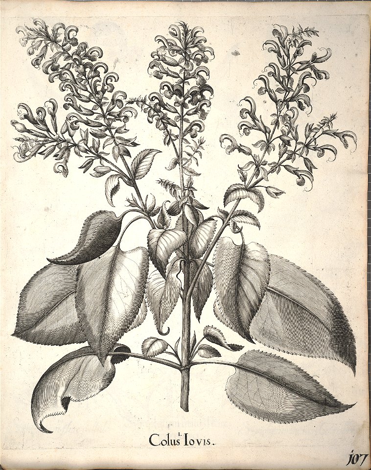 Hortus Eystettensis, 1640 (BHL 45339 259) - Classis Aestiva 107