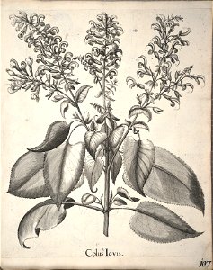 Hortus Eystettensis, 1640 (BHL 45339 259) - Classis Aestiva 107