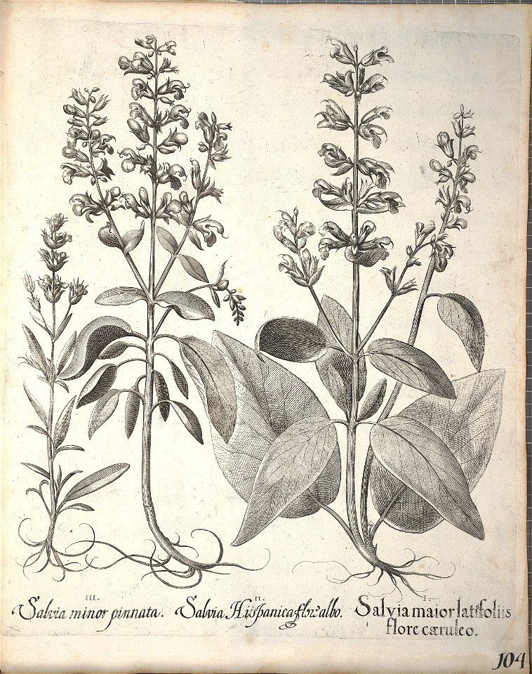 Hortus Eystettensis, 1640 (BHL 45339 256) - Classis Aestiva 104