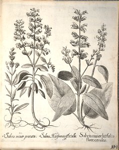 Hortus Eystettensis, 1640 (BHL 45339 256) - Classis Aestiva 104