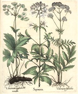 Hortus Eystettensis, 1613 (KU 2894-2 380) -Aestiva,9,12
