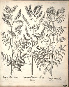 Hortus Eystettensis, 1640 (BHL 45339 292) - Classis Aestiva 140