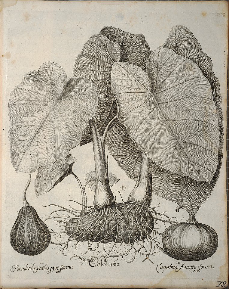 Hortus Eystettensis, 1640 (BHL 45339 368) - Classis Autumnalis 28
