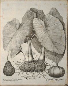 Hortus Eystettensis, 1640 (BHL 45339 368) - Classis Autumnalis 28