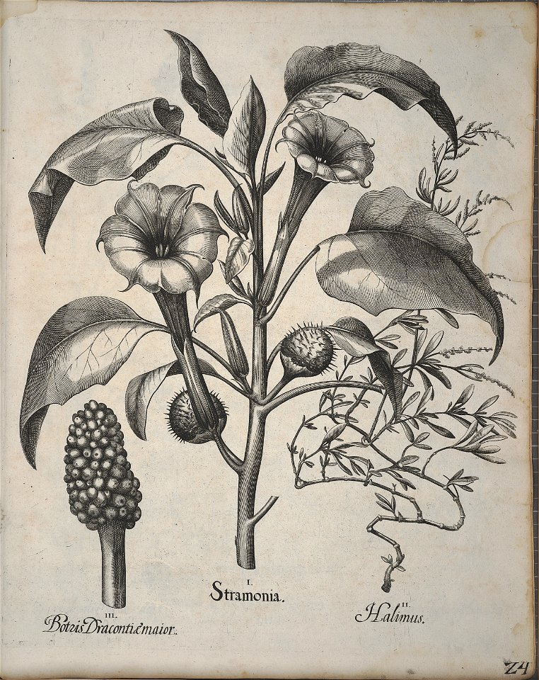 Hortus Eystettensis, 1640 (BHL 45339 364) - Classis Autumnalis 24