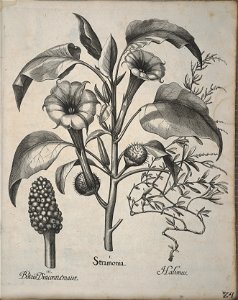 Hortus Eystettensis, 1640 (BHL 45339 364) - Classis Autumnalis 24