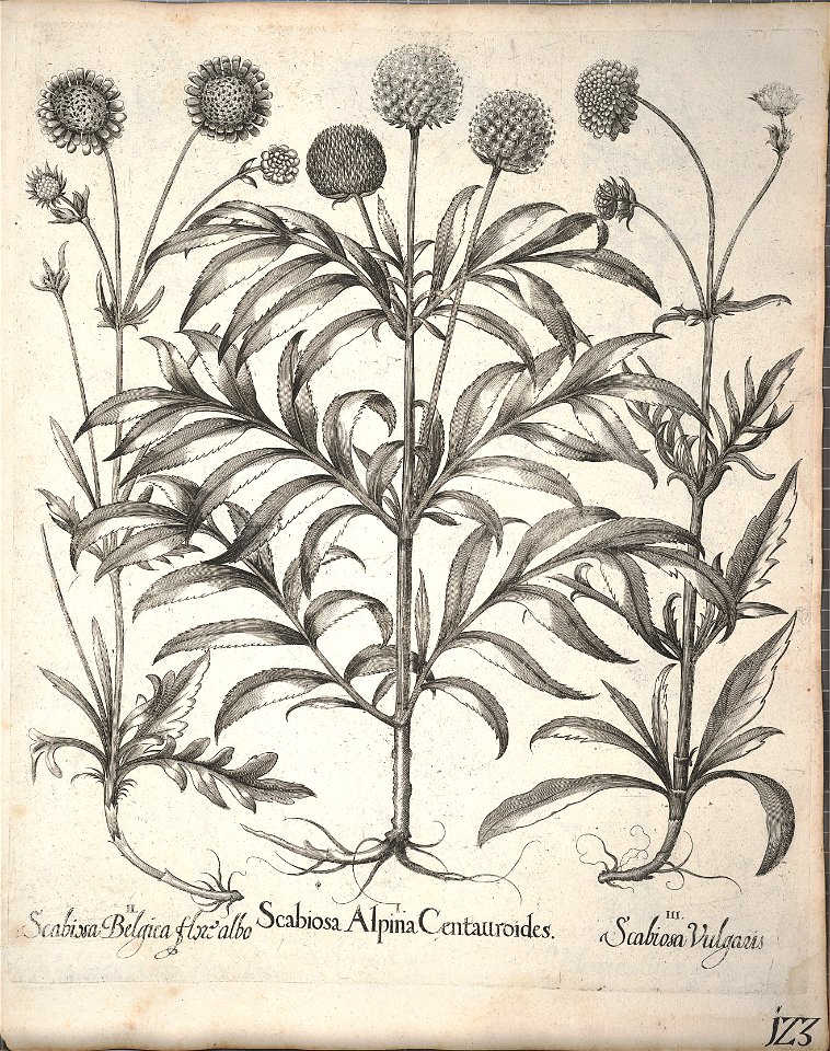 Hortus Eystettensis, 1640 (BHL 45339 275) - Classis Aestiva 123
