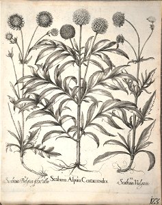 Hortus Eystettensis, 1640 (BHL 45339 275) - Classis Aestiva 123