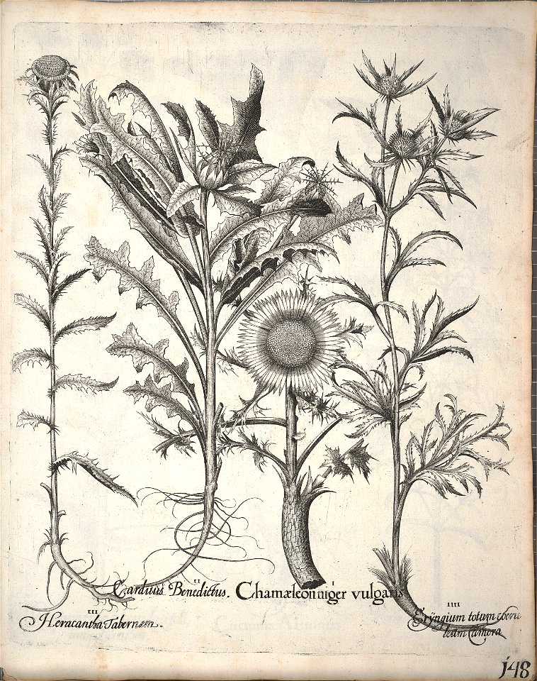 Hortus Eystettensis, 1640 (BHL 45339 300) - Classis Aestiva 148