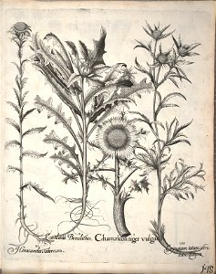 Hortus Eystettensis, 1640 (BHL 45339 300) - Classis Aestiva 148