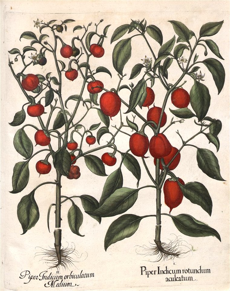 Hortus Eystettensis, 1613 (KU 2894-3 227) -Autumnalis,1,12