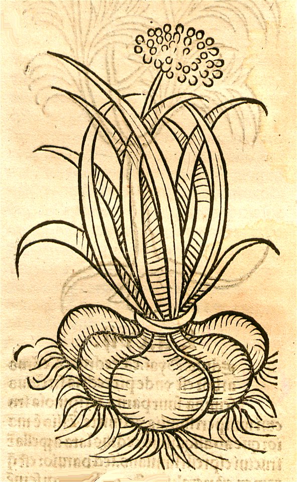 Hortus Cepe