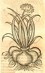Hortus Cepe