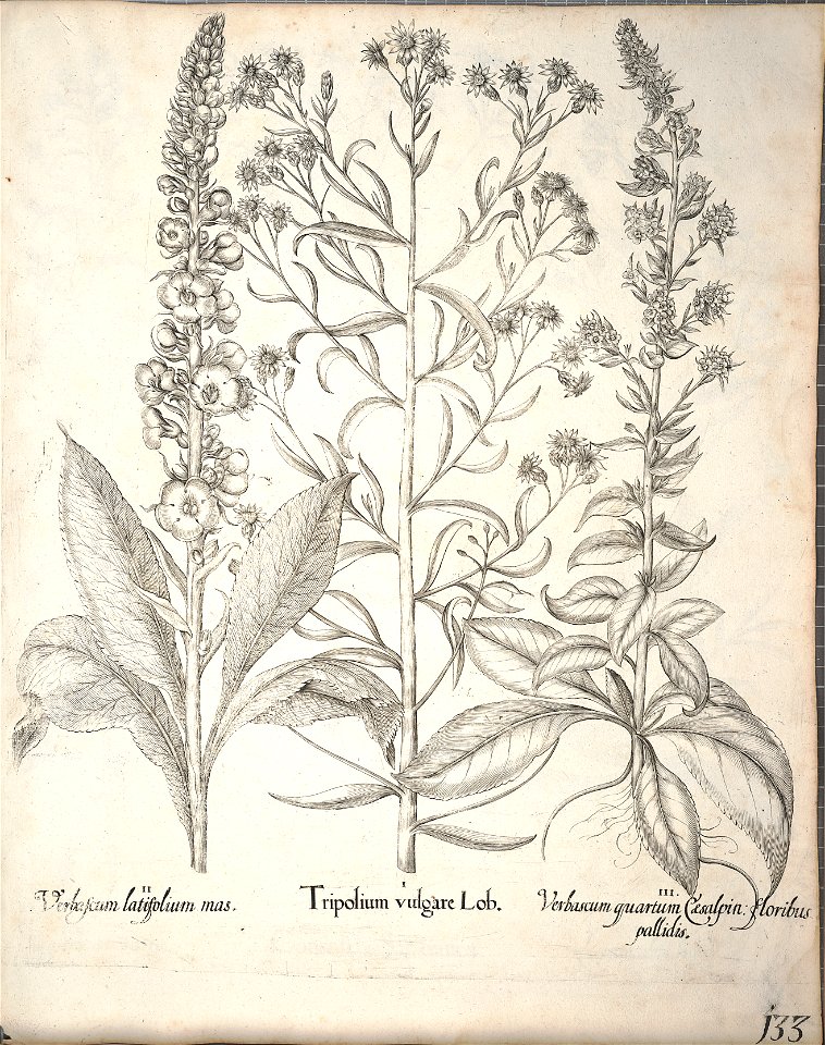 Hortus Eystettensis, 1640 (BHL 45339 285) - Classis Aestiva 133