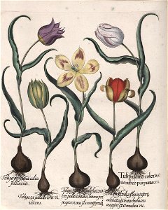 Hortus Eystettensis, 1613 (KU 2894-1 234) -Verna,4,5