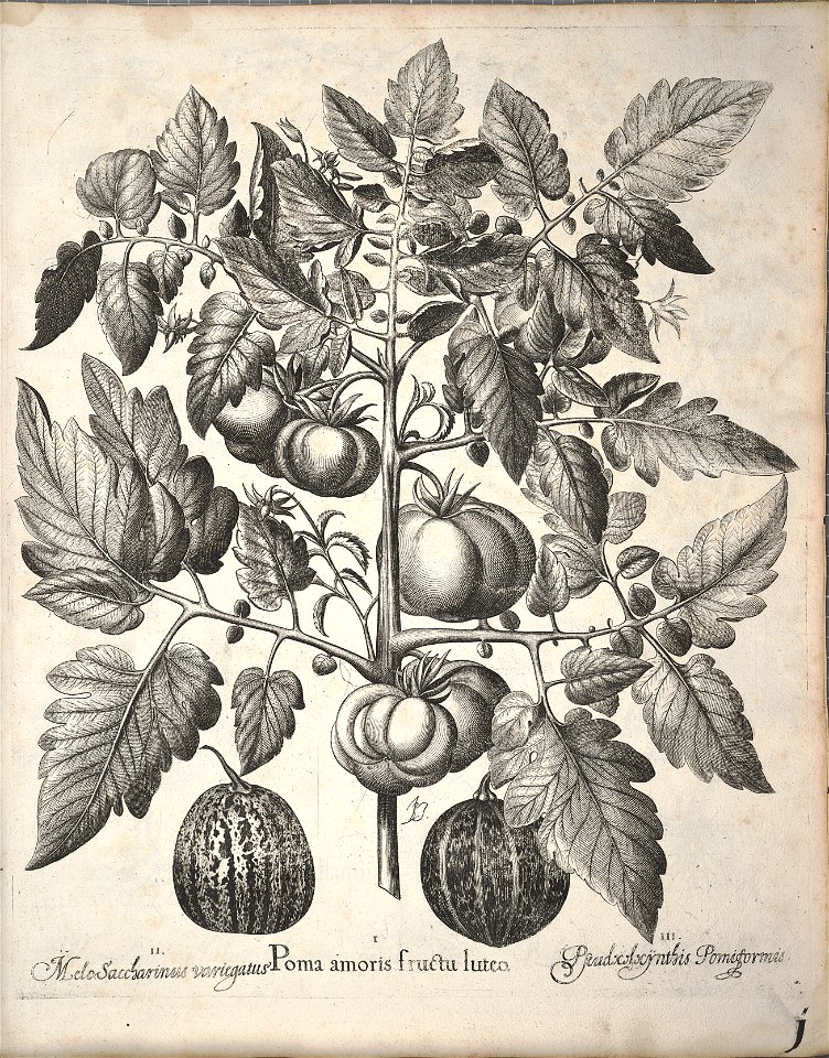Hortus Eystettensis, 1640 (BHL 45339 341) - Classis Autumnalis 1