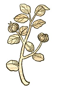 Hortus Cydonia