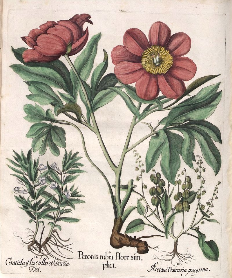 Hortus Eystettensis, 1613 (KU 2894-1 346) -Verna,6,15