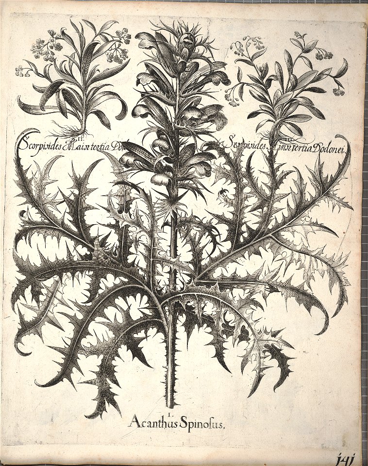 Hortus Eystettensis, 1640 (BHL 45339 293) - Classis Aestiva 141