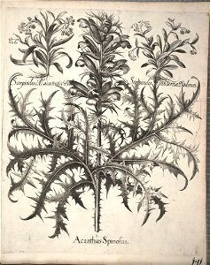 Hortus Eystettensis, 1640 (BHL 45339 293) - Classis Aestiva 141