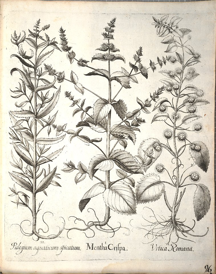 Hortus Eystettensis, 1640 (BHL 45339 248) - Classis Aestiva 96