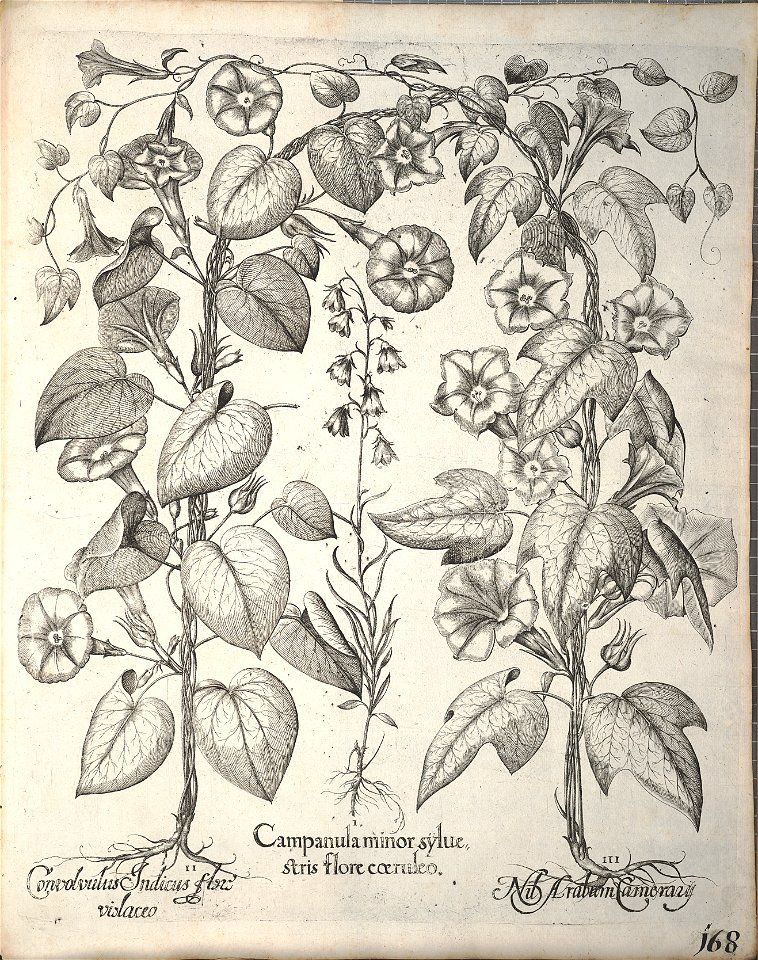 Hortus Eystettensis, 1640 (BHL 45339 320) - Classis Aestiva 168