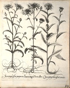 Hortus Eystettensis, 1640 (BHL 45339 297) - Classis Aestiva 145