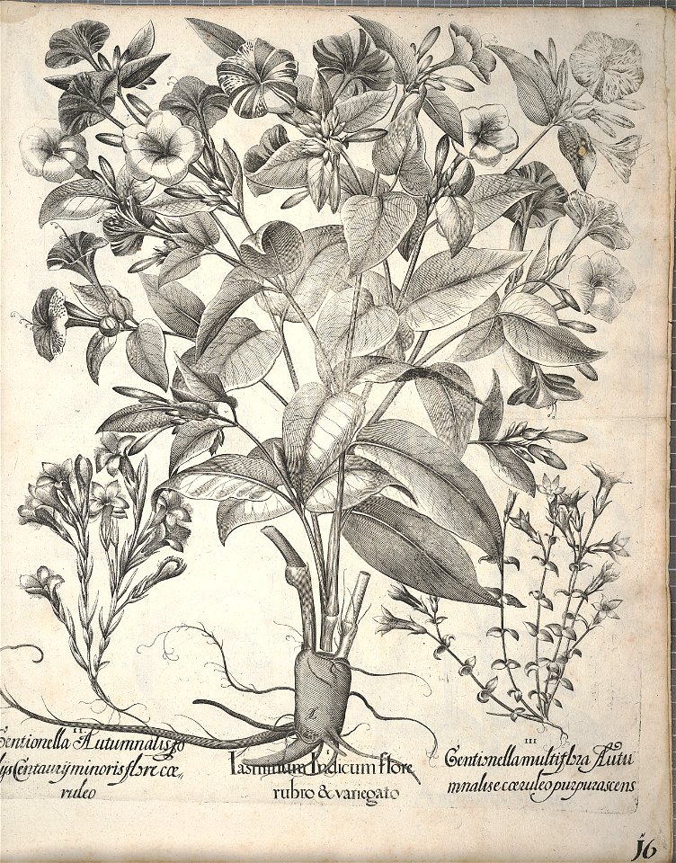 Hortus Eystettensis, 1640 (BHL 45339 356) - Classis Autumnalis 16