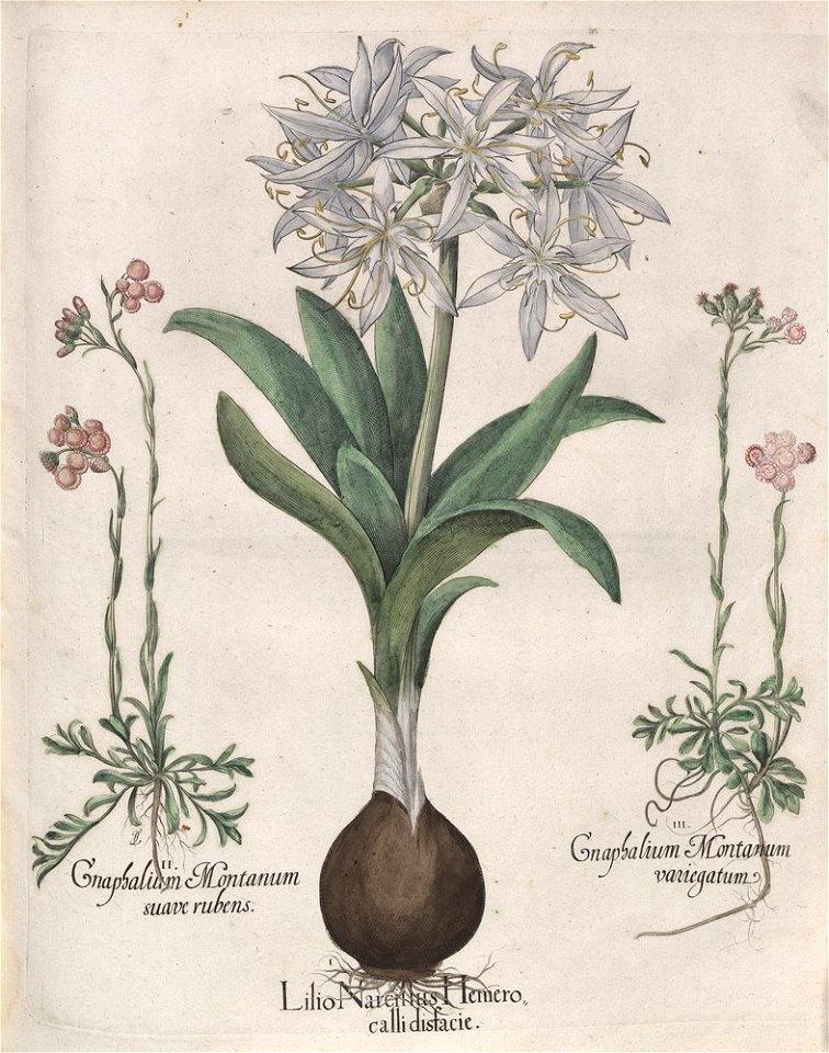 Hortus Eystettensis, 1613 (KU 2894-1 215) -Verna,3,16